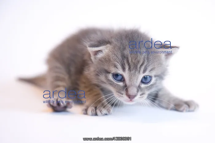 : Tabby kitten on white background France : Tabby kitten on white background France