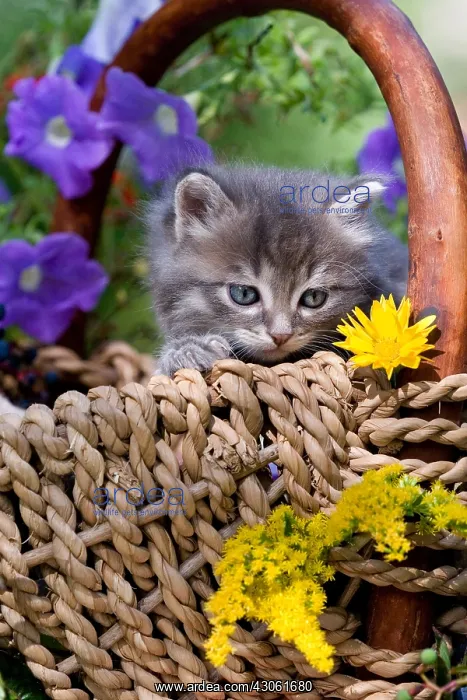 : Tabby kitten in a wicker basket and flower Alsace France : Tabby kitten in a wicker basket and flower Alsace France