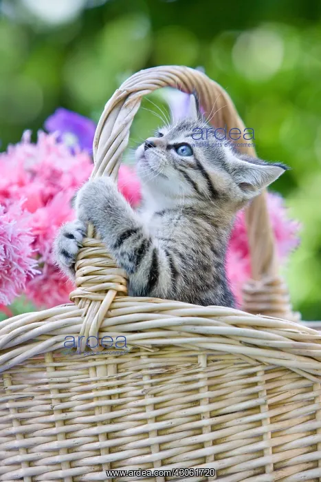 : Tabby kitten in a wicker basket and flower Alsace France : Tabby kitten in a wicker basket and flower Alsace France