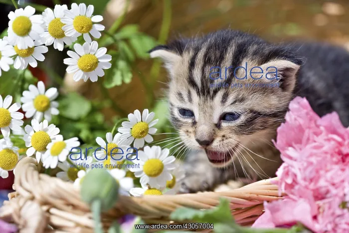 : Tabby kitten in a wicker basket with flowers France : Tabby kitten in a wicker basket with flowers France