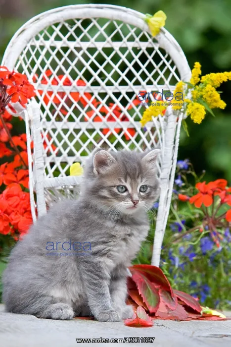 : Tabby kitten in front of a wicker chair Alsace France : Tabby kitten in front of a wicker chair Alsace France