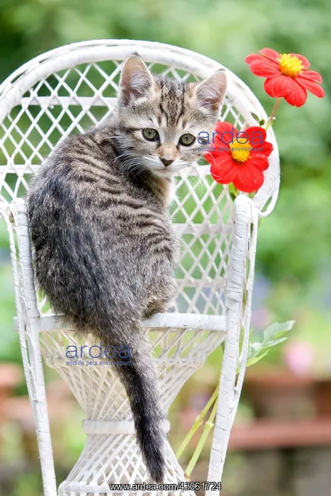 : Tabby kitten in front of a wicker chair Alsace France : Tabby kitten in front of a wicker chair Alsace France