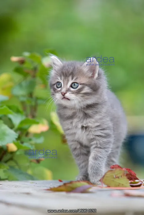 : Tabby Kitten on a wooden table and leaf Alsace France : Tabby Kitten on a wooden table and leaf Alsace France