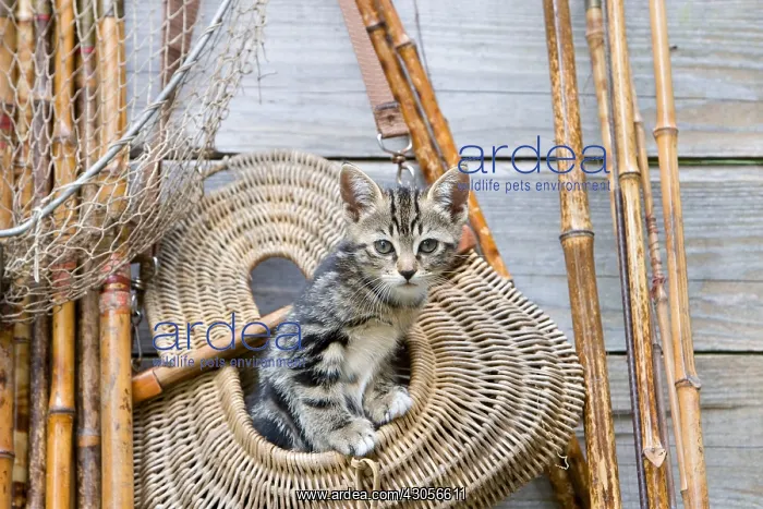 : Tabby kittens in a bag of fishing Oberbruck France : Tabby kittens in a bag of fishing Oberbruck France