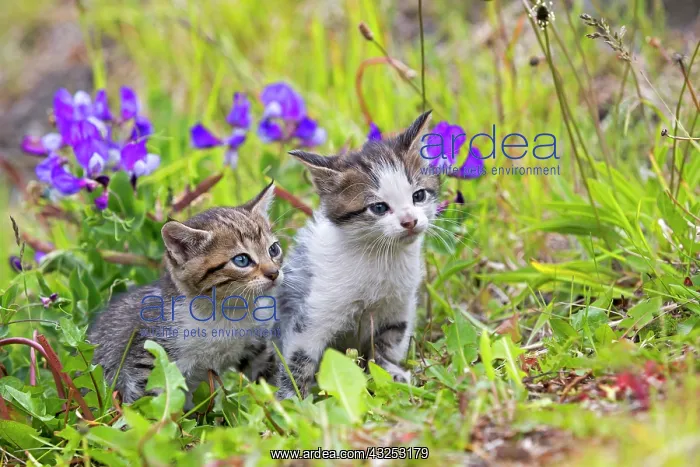 : Tabby kittens in the grass - Torres del Paine Chile : Tabby kittens in the grass - Torres del Paine Chile