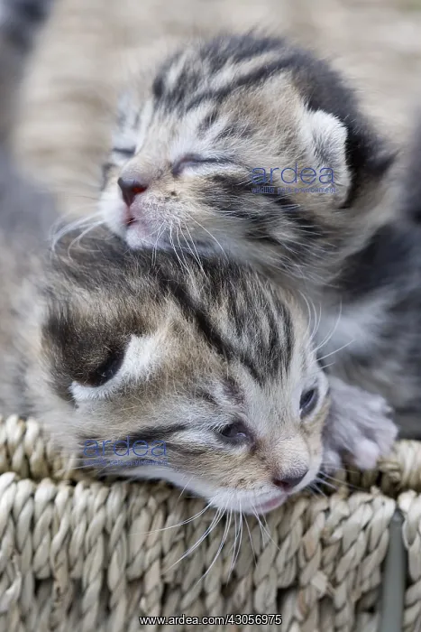 : Tabby kittens older than one week France : Tabby kittens older than one week France