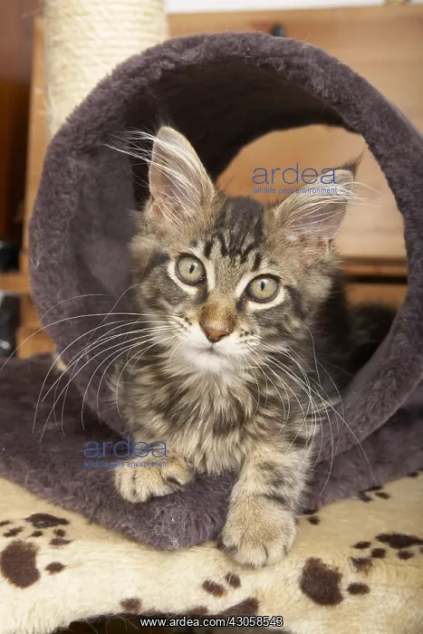 : Tabby Maine Coon kitten lying in a cat tree : Tabby Maine Coon kitten lying in a cat tree