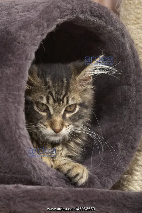 : Tabby Maine Coon kitten lying in a cat tree : Tabby Maine Coon kitten lying in a cat tree