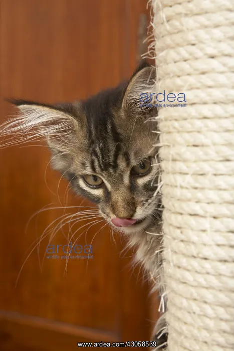 : Tabby Maine Coon kitten stalking behind a cat tree : Tabby Maine Coon kitten stalking behind a cat tree