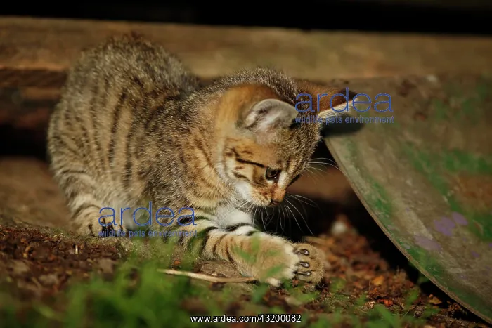 : Tabby semi-feral village cat, kitten, about 10 weeks : Tabby semi-feral village cat, kitten, about 10 weeks