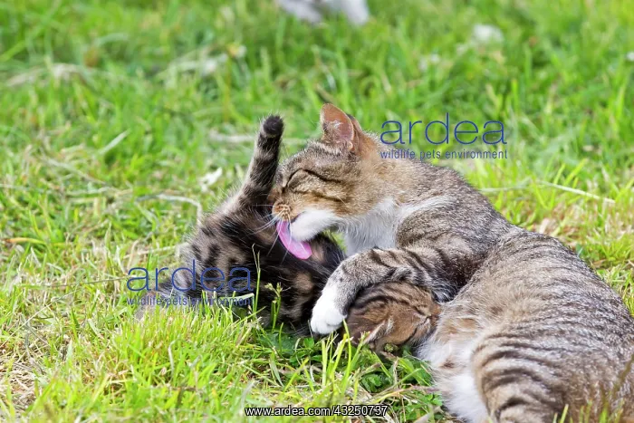 : Tabby she-cat feeding her kitten - Torres del Paine Chili : Tabby she-cat feeding her kitten - Torres del Paine Chili