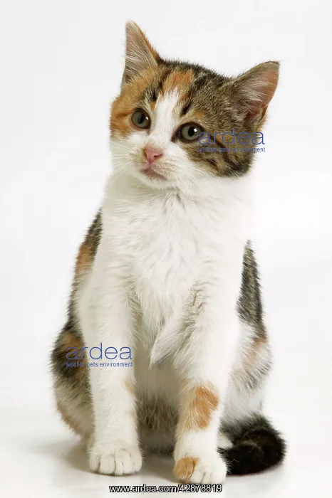 : Tabby & White Cat - Sitting down : Tabby & White Cat - Sitting down