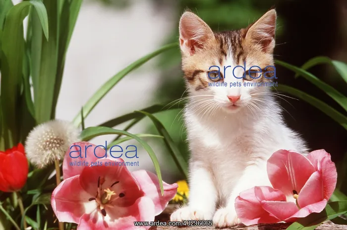 : TABBY - White Kitten With Pink Tulips : TABBY - White Kitten With Pink Tulips