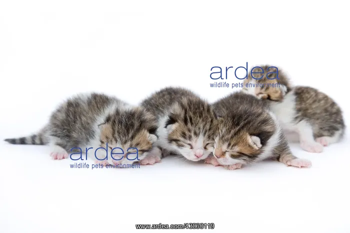 : Tabby and white kitten sleeping on white background France : Tabby and white kitten sleeping on white background France