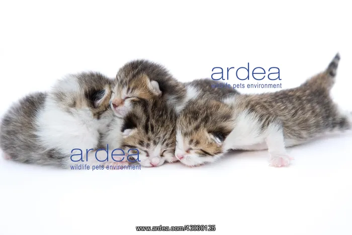 : Tabby and white kitten sleeping on white background France : Tabby and white kitten sleeping on white background France
