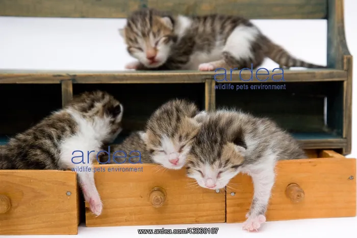 : Tabby and white kittens in drawers wooden France : Tabby and white kittens in drawers wooden France