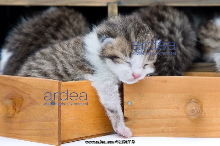 : Tabby and white kittens in drawers wooden France : Tabby and white kittens in drawers wooden France
