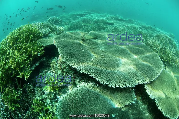  : Table Coral
