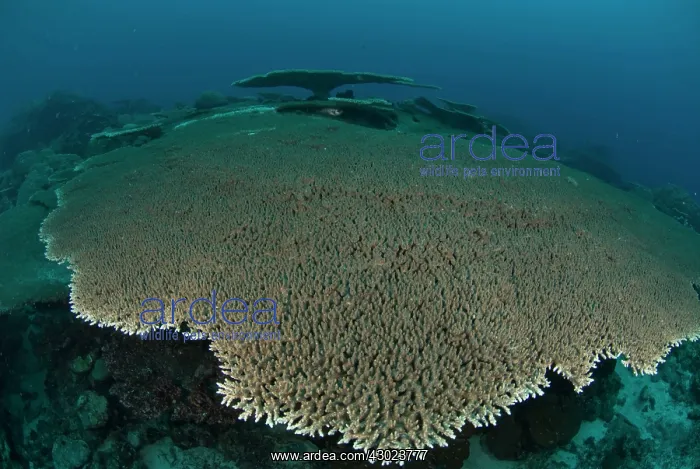  : Table Coral