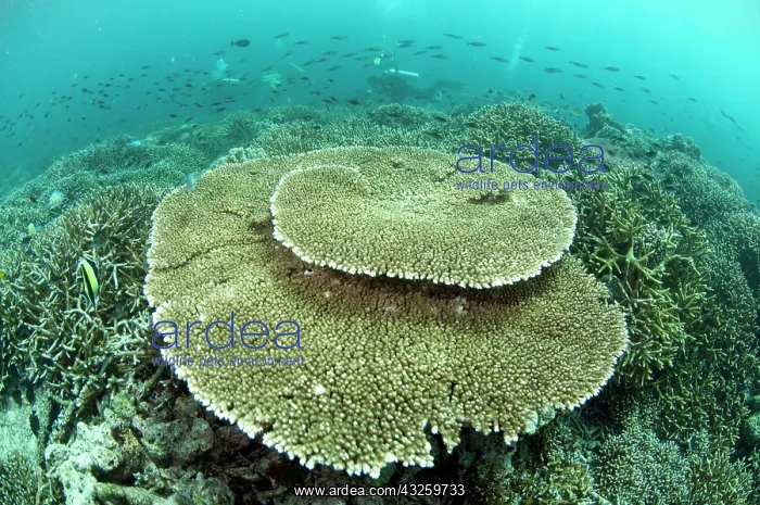  : Table Coral