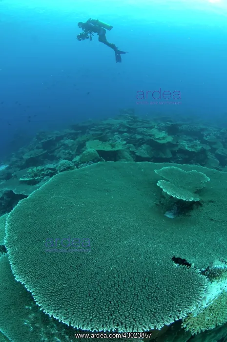 : Table Coral with diver