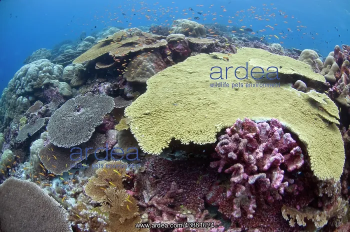 : Table Coral and fish : Table Coral and fish