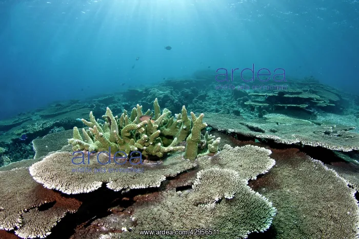 : Table Coral Garden - Panettone : Table Coral Garden - Panettone
