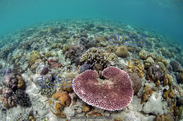 : Table Coral - with other Hard Corals (Scleractinia Order) - : Table Coral - with other Hard Corals (Scleractinia Order) -