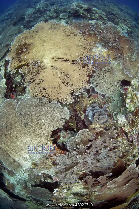 : Table Coral large plates growing on recent lava flow : Table Coral large plates growing on recent lava flow