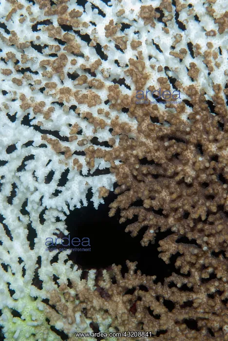 : Table Coral plate showing bleaching - due to environmental : Table Coral plate showing bleaching - due to environmental