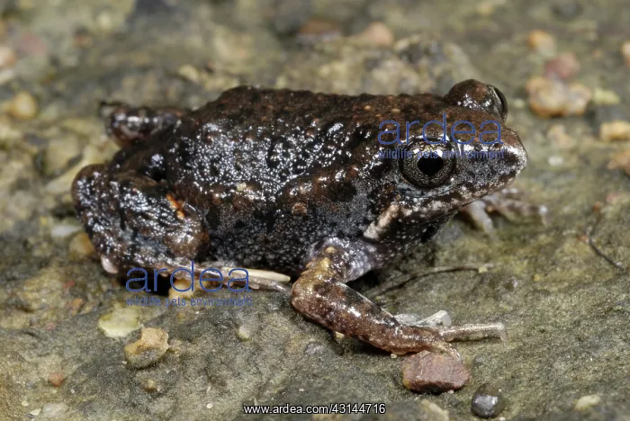 : Tablelands Toadlet : Tablelands Toadlet