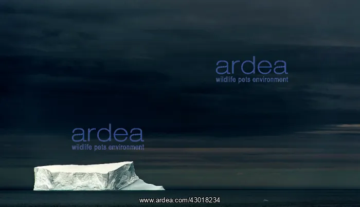 : Tabular Iceberg floating in the sea