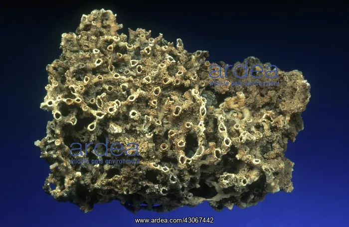 : Tabulate Coral Fossil : Tabulate Coral Fossil