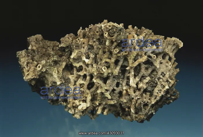 : Tabulate Coral Fossil : Tabulate Coral Fossil
