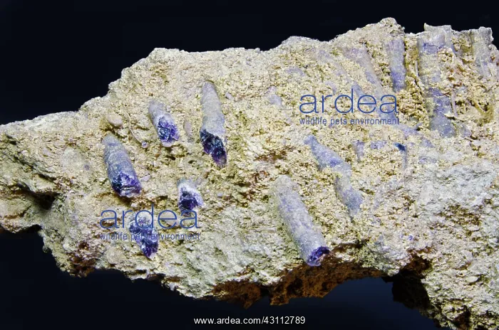 : Tabulate Coral Fossils Replaced with Fluorite : Tabulate Coral Fossils Replaced with Fluorite