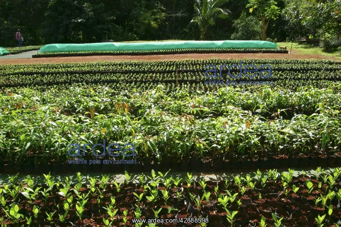 : Tacamaca & Manguier Plantation - forestry commission (DAF) : Tacamaca & Manguier Plantation - forestry commission (DAF)