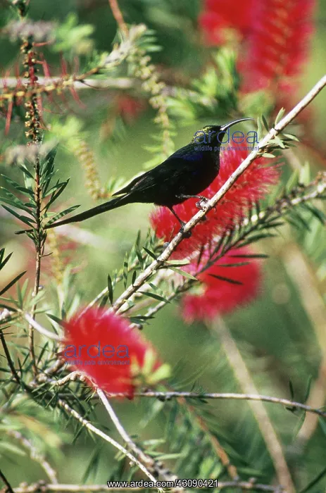 : Tacazze Sunbird : Tacazze Sunbird
