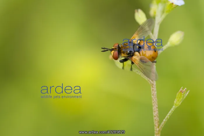 : Tachinid Fly (Gymnosoma nudifrons) resting on p : Tachinid Fly (Gymnosoma nudifrons) resting on p