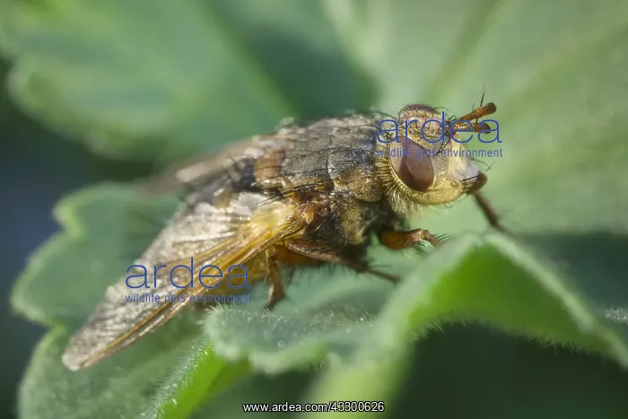 : Tachinid fly - Norfolk UK : Tachinid fly - Norfolk UK