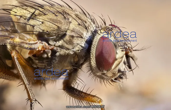 : Tachinid fly - Norfolk UK : Tachinid fly - Norfolk UK