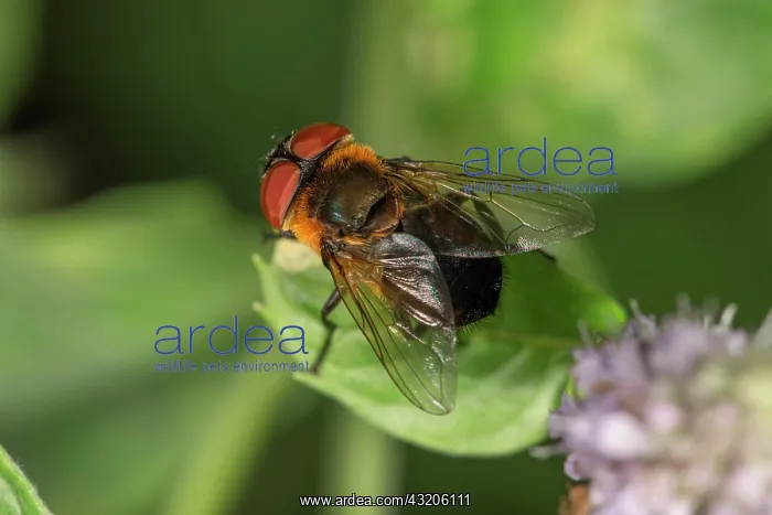 : Tachinid Fly (Phasia hemiptera) female on leaf of : Tachinid Fly (Phasia hemiptera) female on leaf of