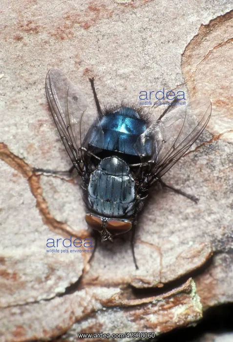 : TACHINID FLY - ON TREE BARK : TACHINID FLY - ON TREE BARK
