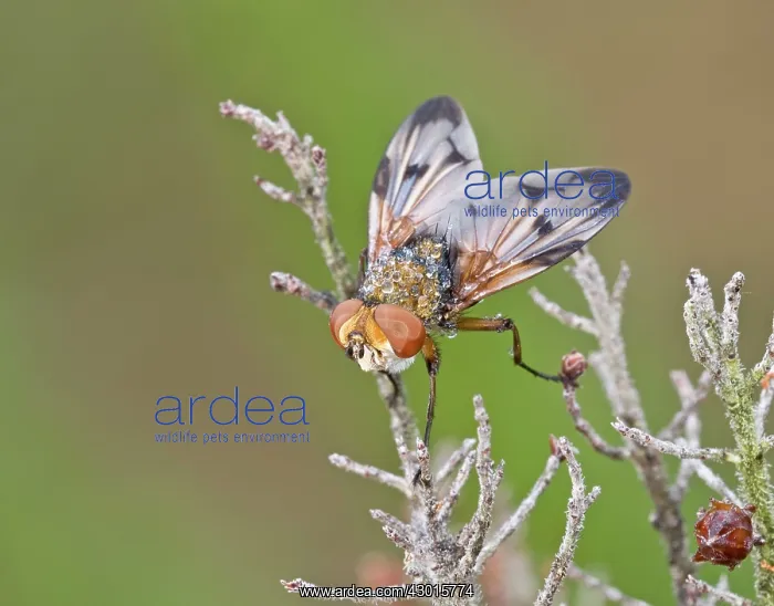  : Tachinidae Fly