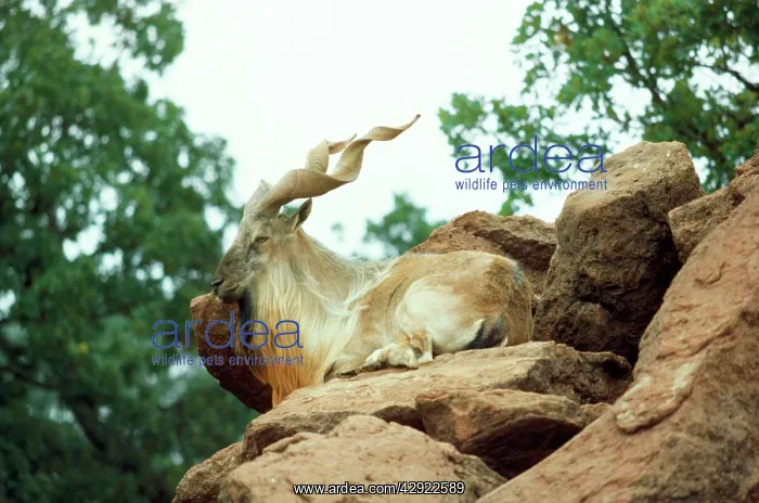 : Tadjik Markhor - resting : Tadjik Markhor - resting