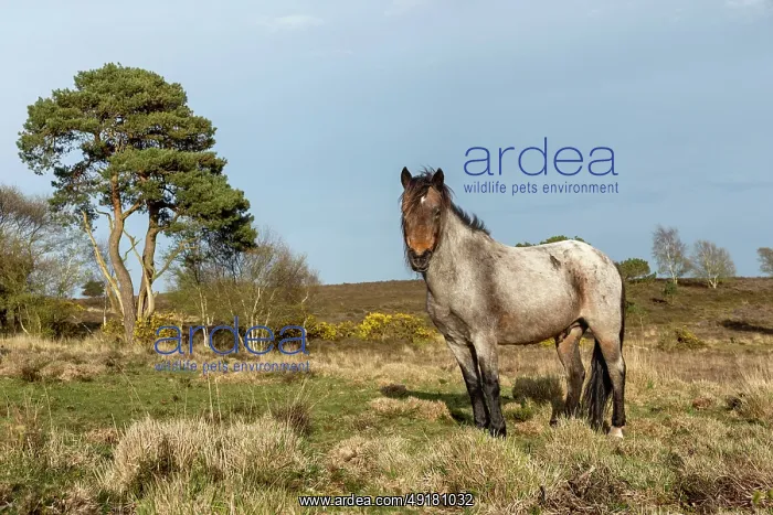  : Tadnoll Heath - Pony - Dorset - UK