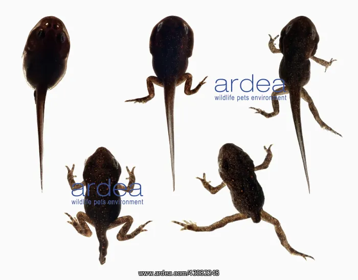 : Tadpole development : Tadpole development