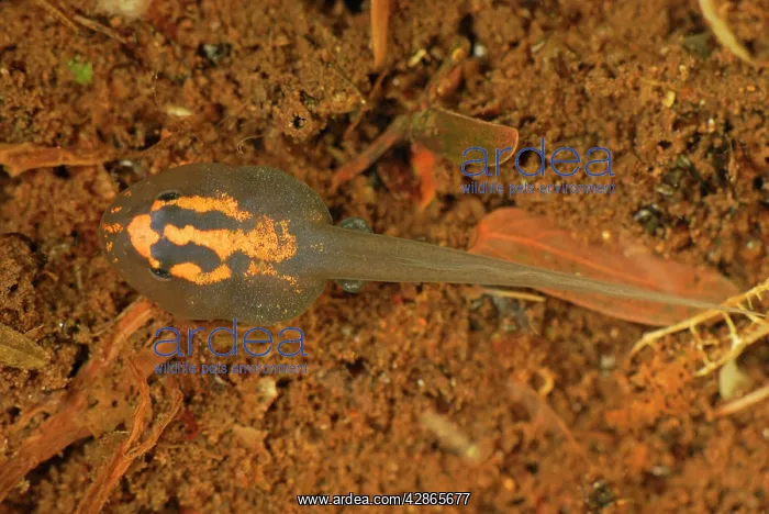 : Tadpole - (Reticulated Poison Dart Frog) : Tadpole - (Reticulated Poison Dart Frog)