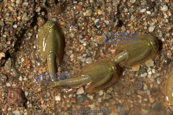 : Tadpole Shrimp - may live for years in dry soil : Tadpole Shrimp - may live for years in dry soil