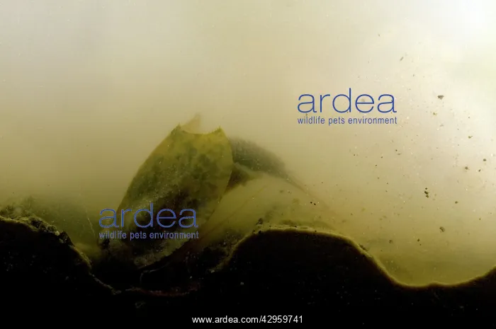 : Tadpole Shrimp - specimen excavating the mud in : Tadpole Shrimp - specimen excavating the mud in