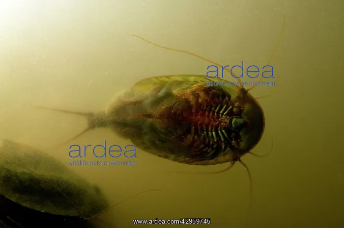 : Tadpole Shrimp - ventral view - living fossil is : Tadpole Shrimp - ventral view - living fossil is